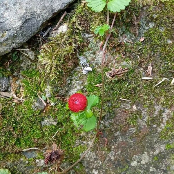 Potentilla indica عادت داشتن