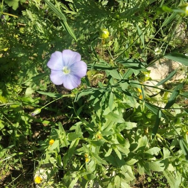 Linum perenne Flower