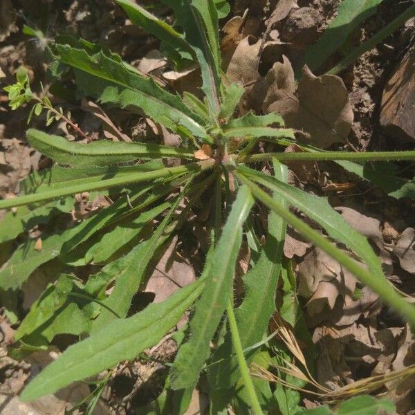 Reichardia picroides Leaf