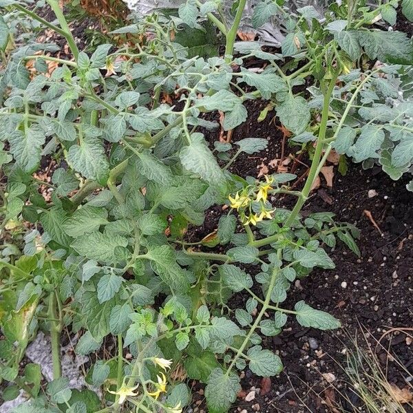 Solanum lycopersicum 形态