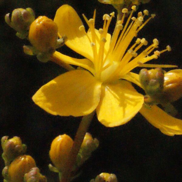 Hypericum empetrifolium Kwiat