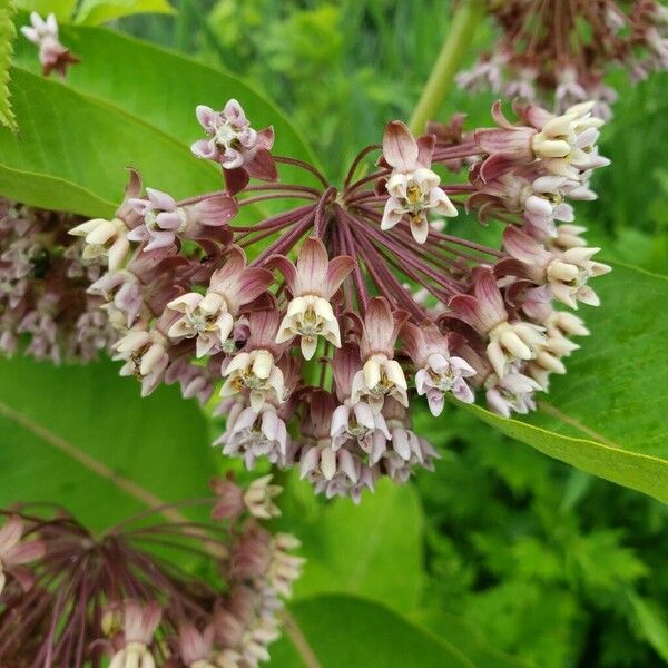 Asclepias syriaca Flower