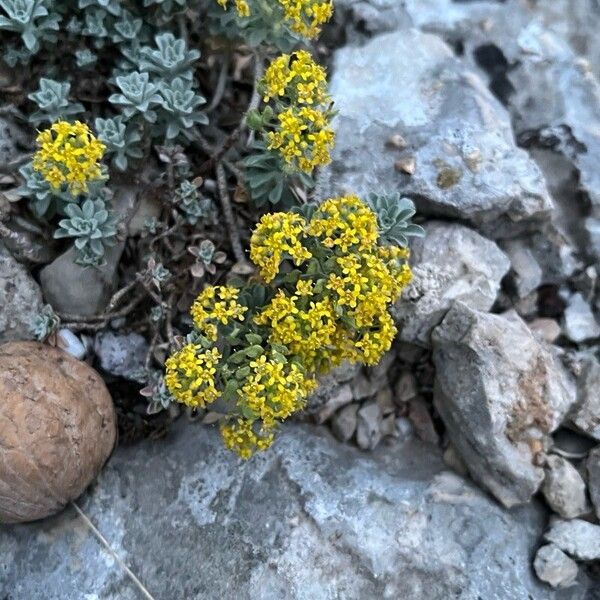 Alyssum serpyllifolium Virág