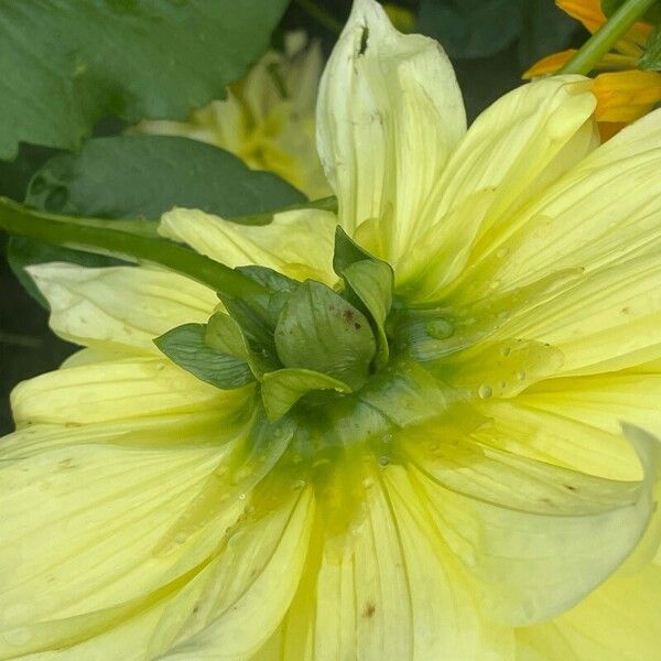 Dahlia pinnata Lorea