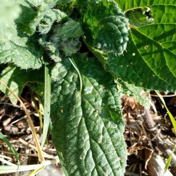 Borago officinalis Blatt