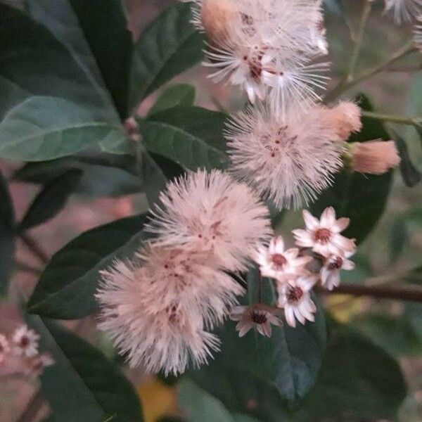 Vernonia amygdalina 果實