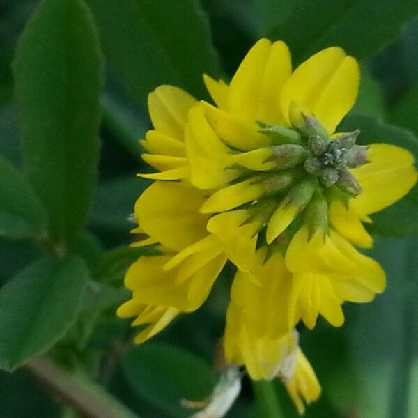 Trigonella altissima Λουλούδι