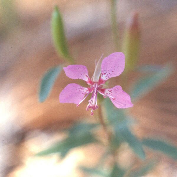 Clarkia rhomboidea Çiçek