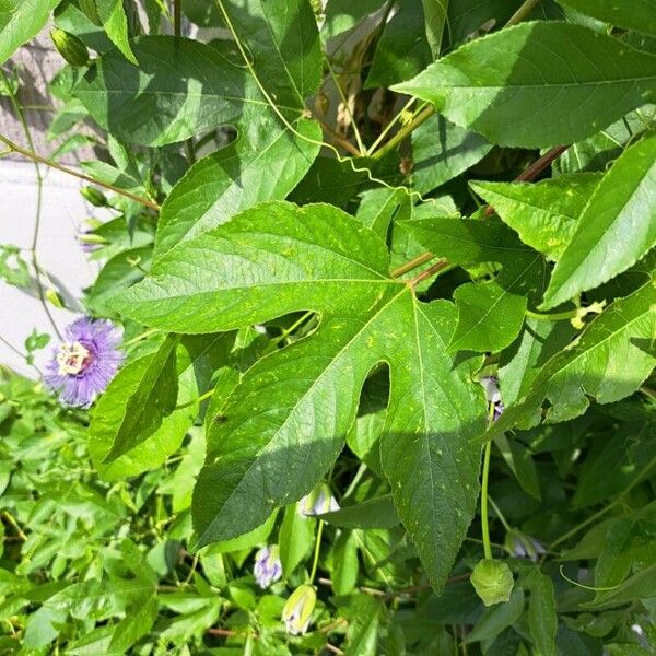 Passiflora incarnata Hoja