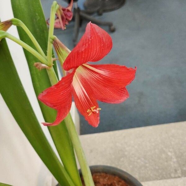 Hippeastrum correiense Blüte