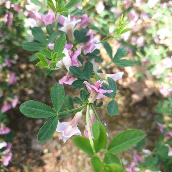 Chamaecytisus purpureus Flower