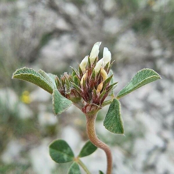 Trifolium scabrum 花