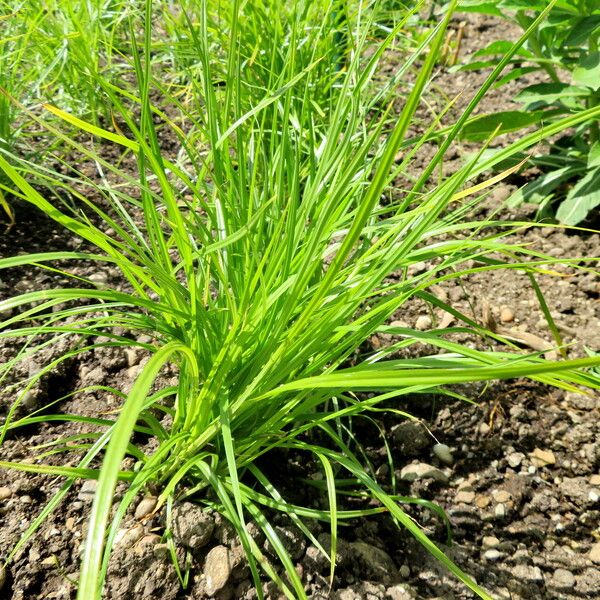 Cyperus esculentus Φύλλο