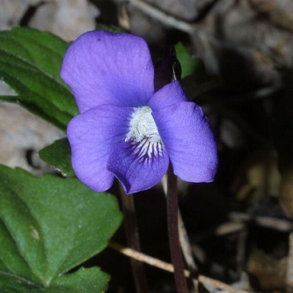 Viola palmata ফুল