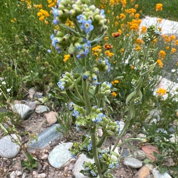 Hackelia floribunda Flor