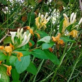 Lonicera japonica 花