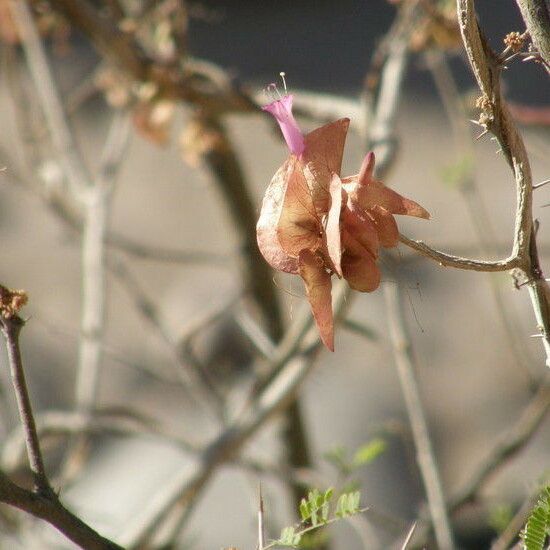 Ipomoea heptaphylla Fruct