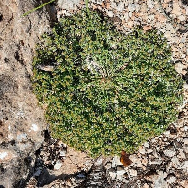 Euphorbia sulcata