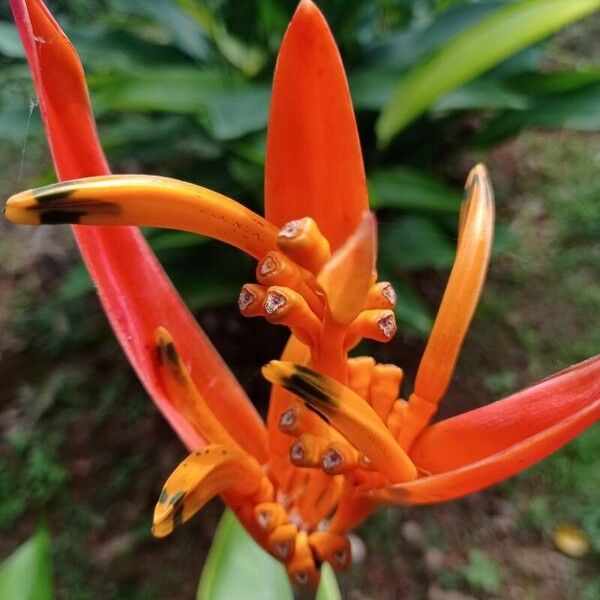 Heliconia psittacorum Çiçek