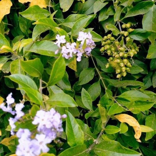 Duranta erecta Fruchs