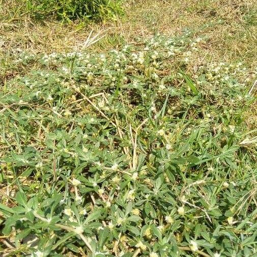 Alternanthera caracasana Habitat