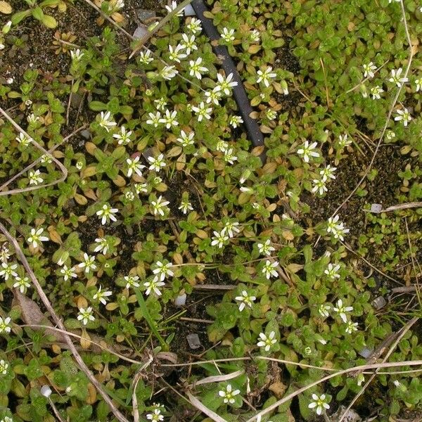 Cerastium semidecandrum পাতা