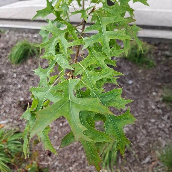 Quercus palustris Leaf