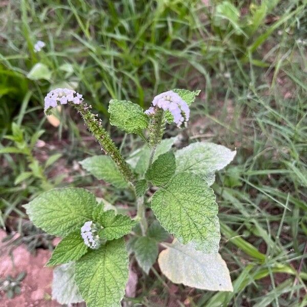 Heliotropium indicum 花