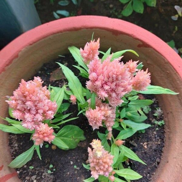 Amaranthus hybridus Fleur