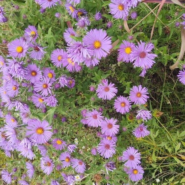 Symphyotrichum novae-angliae Flower