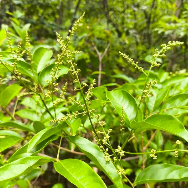 Matayba guianensis Blomma