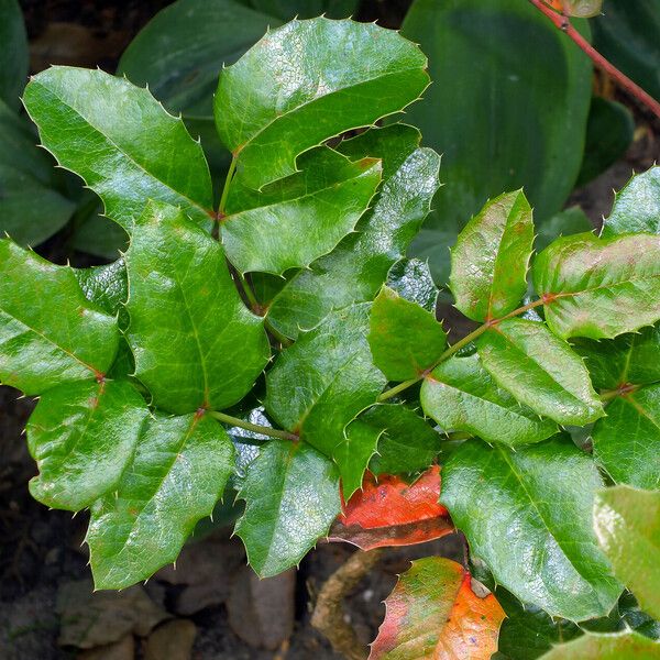 Berberis aquifolium Лист