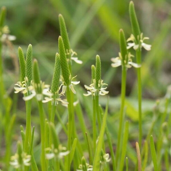 Ranunculus minimus Кветка