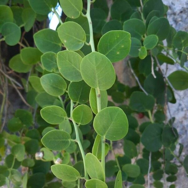 Capparis spinosa Fuelha