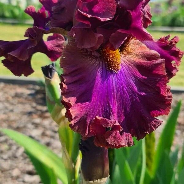 Iris × germanica Blüte