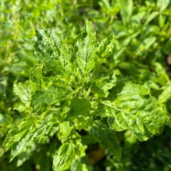 Ocimum tenuiflorum ᱥᱟᱠᱟᱢ