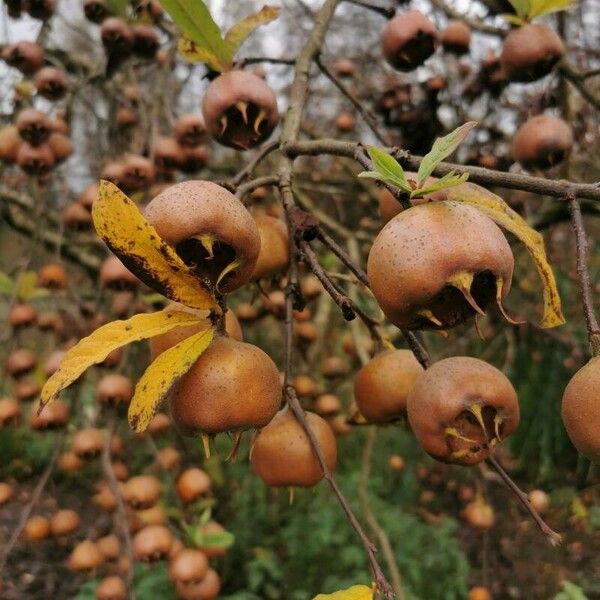 Mespilus germanica Плод