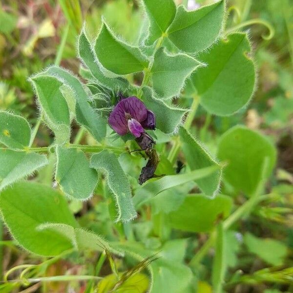 Vicia narbonensis फूल