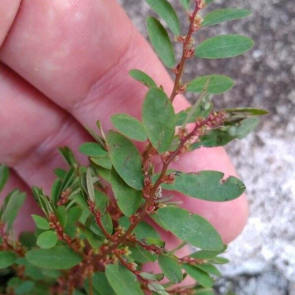 Phyllanthus caroliniensis 葉