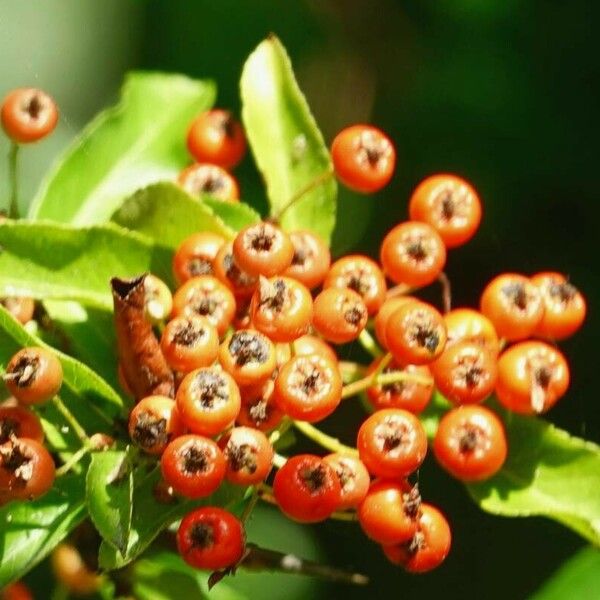 Pyracantha crenulata Vrucht