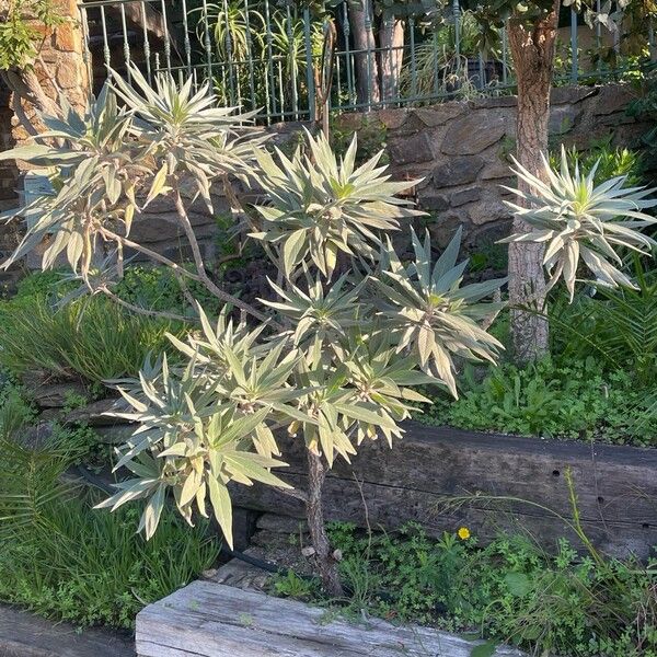 Echium candicans Leaf