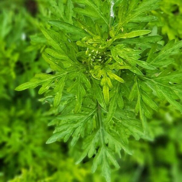 Artemisia annua Yaprak