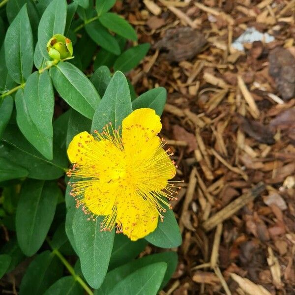 Hypericum calycinum Цветок