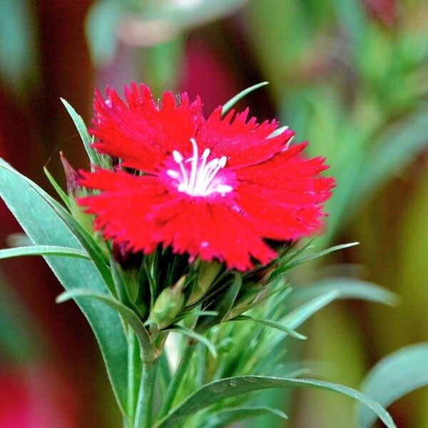 Dianthus barbatus Cvet