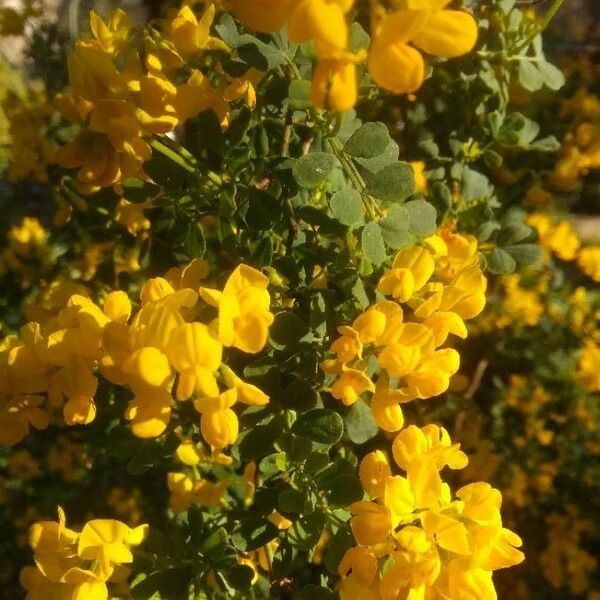 Coronilla valentina Flower