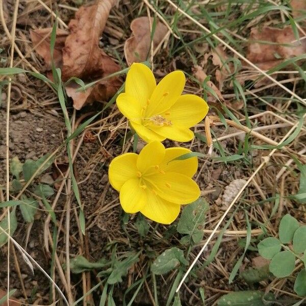 Sternbergia lutea Flors