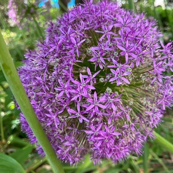 Allium giganteum 花