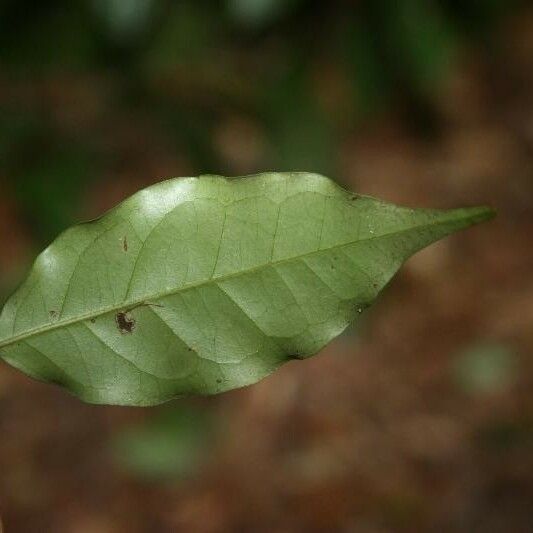 Eugenia patrisii Leaf