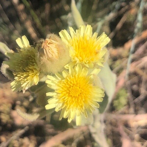 Andryala integrifolia Kvet