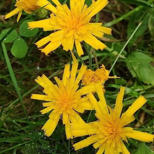 Hieracium umbellatum Flor